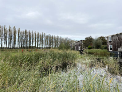 Vatten och vass, träd i bakgrunden