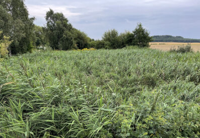 Frodig grön våtmark